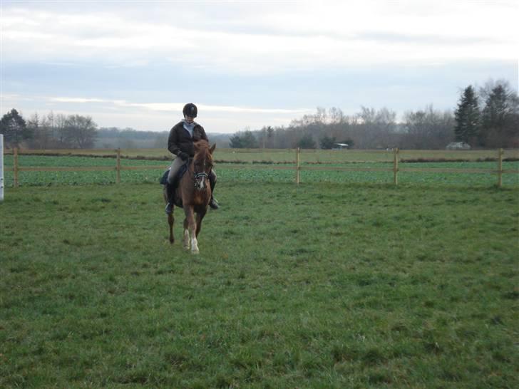 New Forest pinocchio   - dressur træning - pinocchio i en øning :´D billede 18