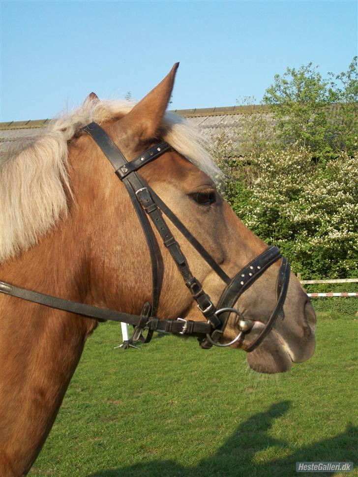 Haflinger Bosse<3 (EUR elevpony) - Smukke<3 billede 1