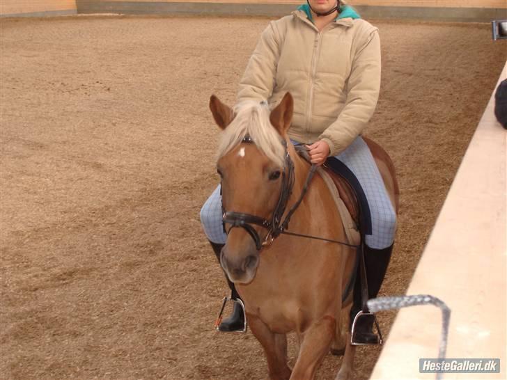 Haflinger Bosse<3 (EUR elevpony) - Billedet taget af: Amanda Schubert billede 3