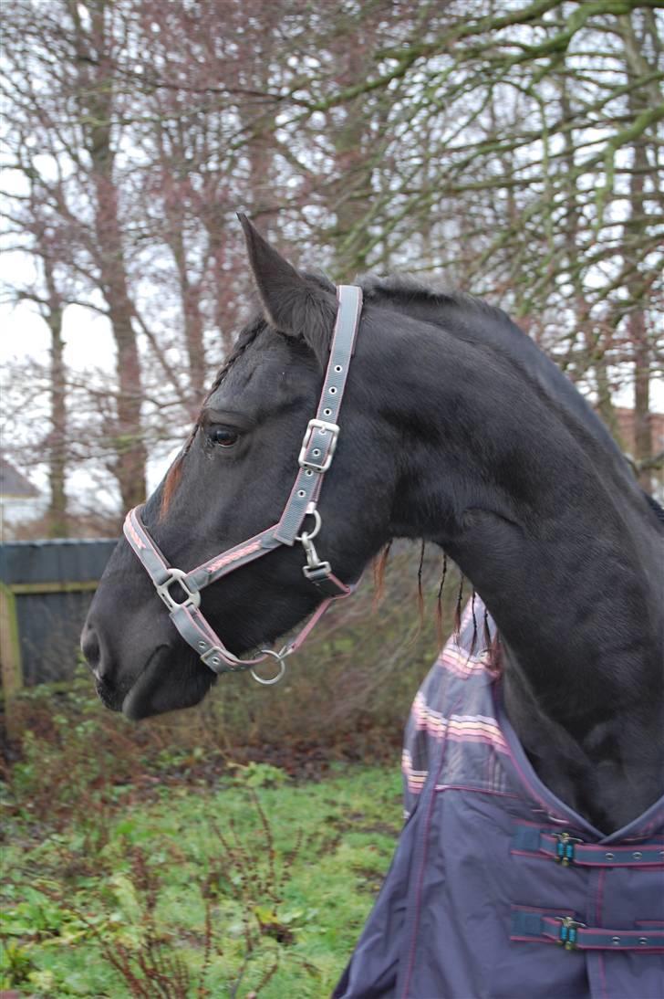 Frieser Femke *solgt :'(* billede 8