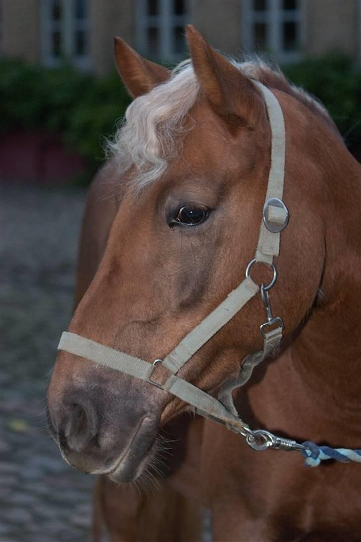 Haflinger Bosse<3 (EUR elevpony) billede 4