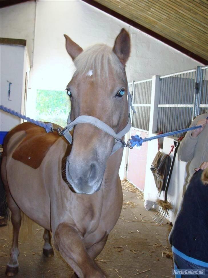 Haflinger Bosse<3 (EUR elevpony) billede 5