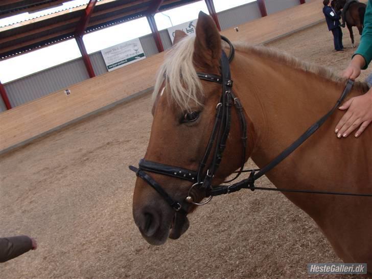 Haflinger Bosse<3 (EUR elevpony) - Billede taget af: Amanda Schubert billede 6