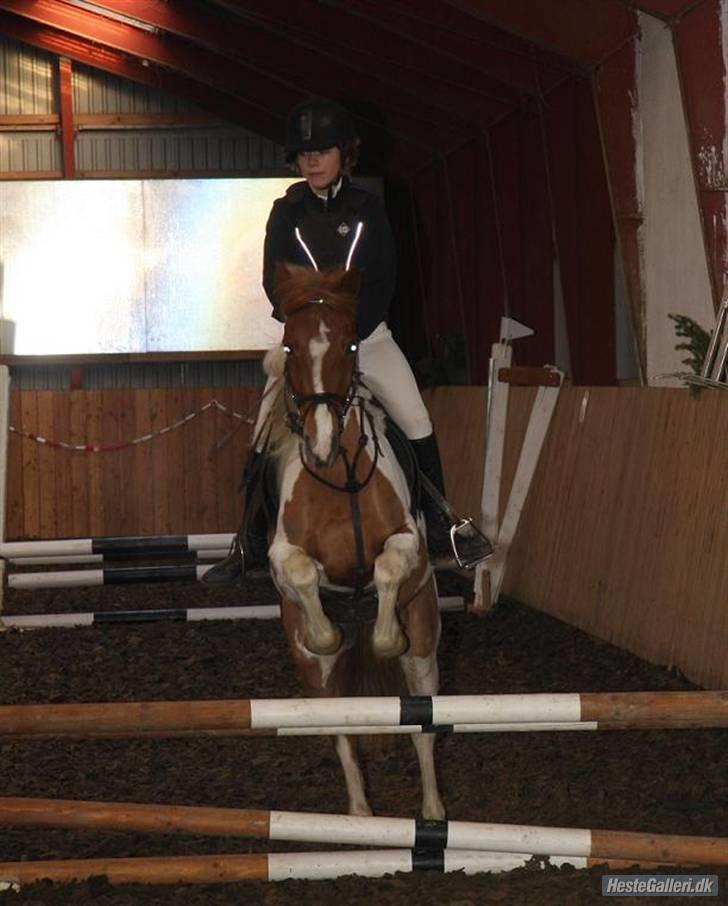 Pinto hokus Pokus  (red, SOLGT) - miq og pokke til første stævne foto: gitte dahl billede 3