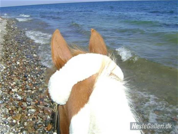 Pinto hokus Pokus  (red, SOLGT) - en gortur på stranden rytter: anèe billede 4