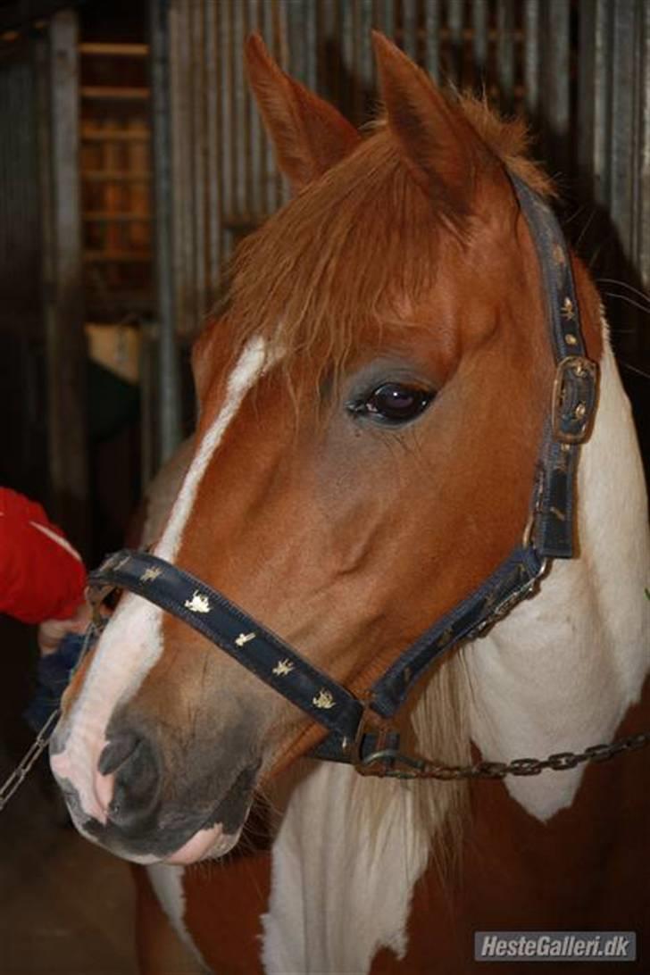 Pinto hokus Pokus  (red, SOLGT) - pokke <´333 jegelskerdiiq billede 6