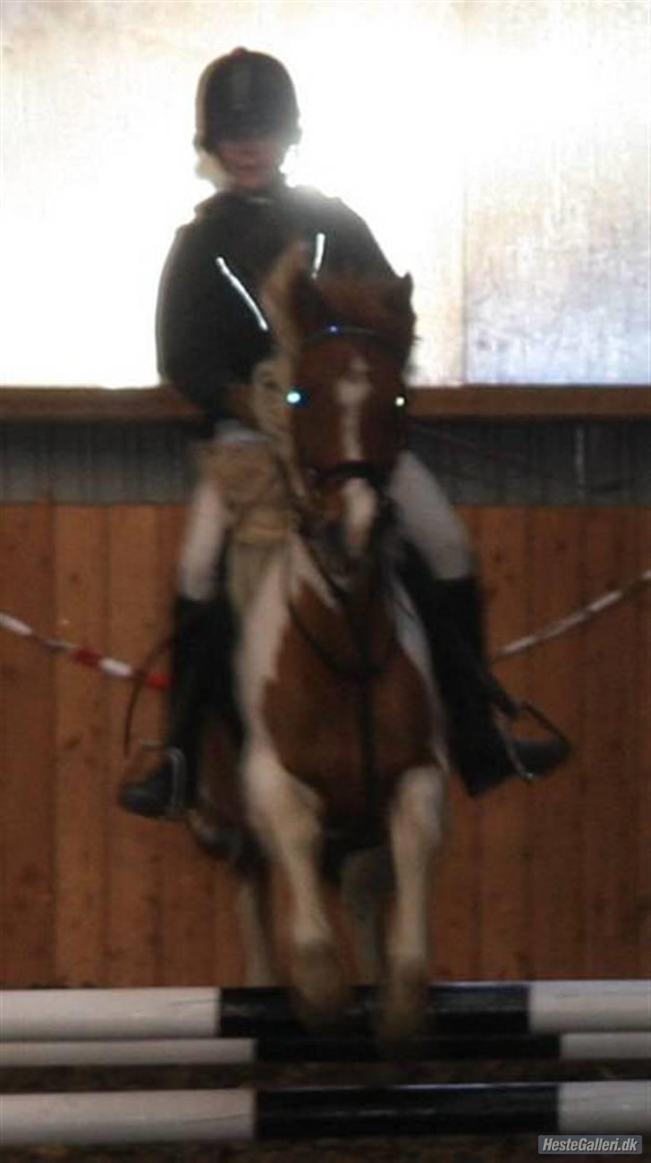 Pinto hokus Pokus  (red, SOLGT) - første stævne foto :gitte dahl billede 7