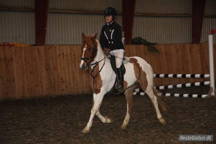 Pinto hokus Pokus  (red, SOLGT) - første stævne foto :gitte dahl billede 8