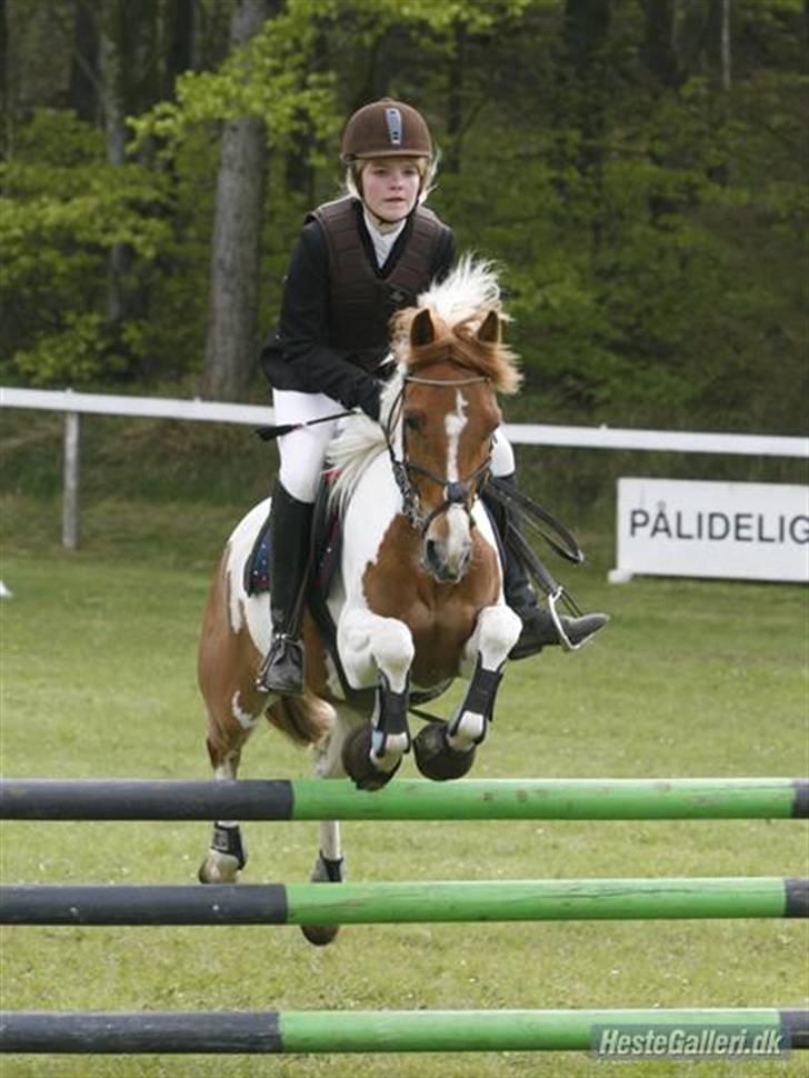 Pinto hokus Pokus  (red, SOLGT) - anèeog pokke i en MB billede 9