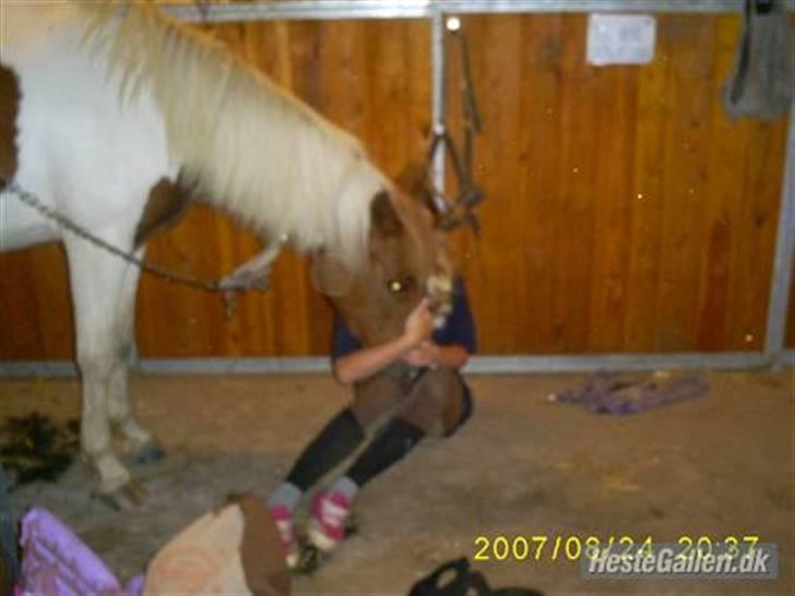 Pinto hokus Pokus  (red, SOLGT) - hun er sød nok billede 10