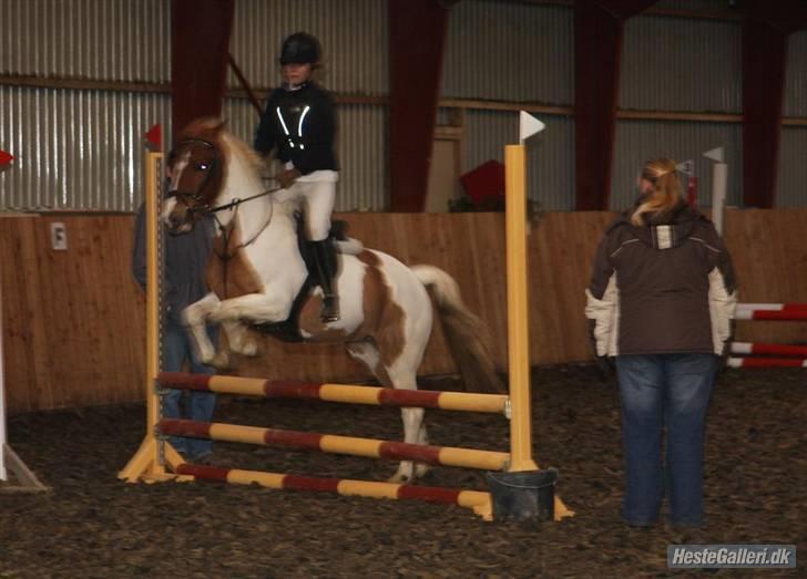 Pinto hokus Pokus  (red, SOLGT) - første stævne foto :gitte dahl billede 11