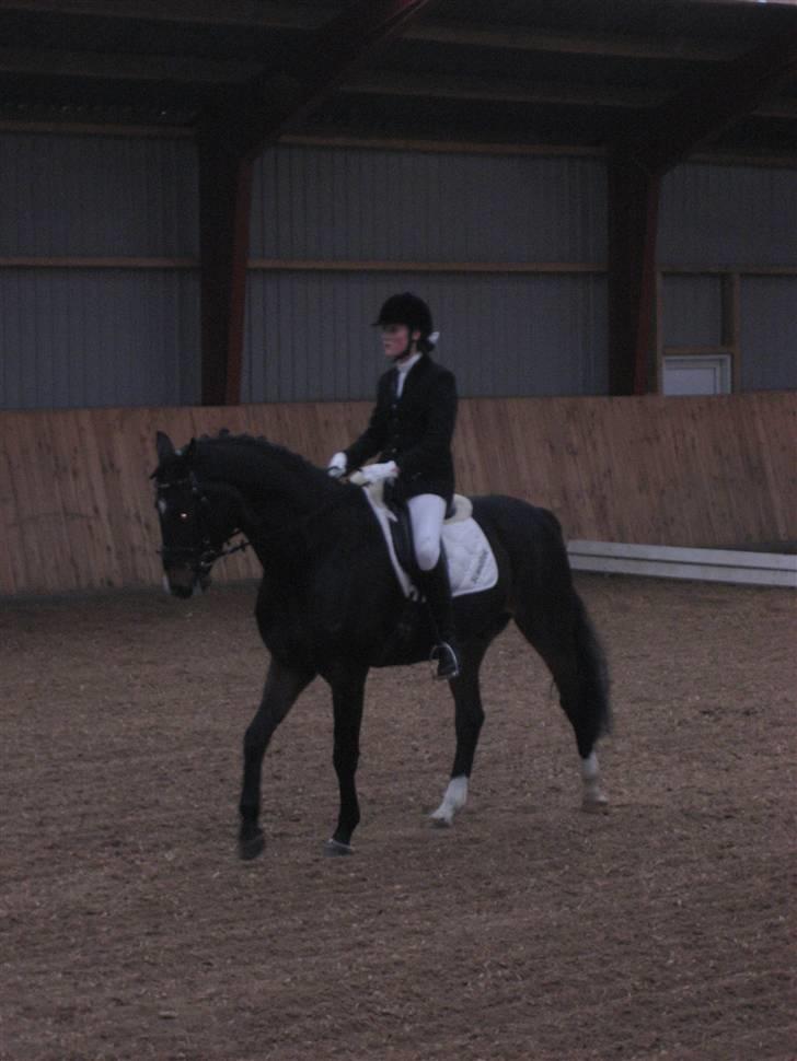 Holstener Campbell  SOLGT - Min lille Prins billede 1