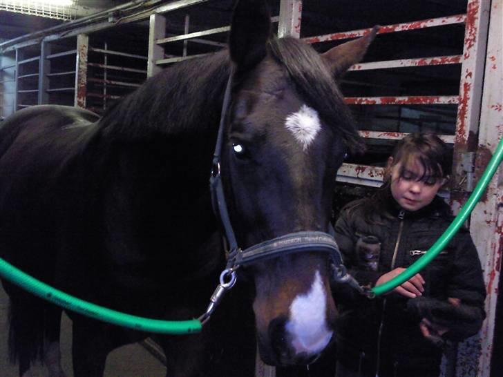 Holstener Campbell  SOLGT - Min lille Prins billede 2