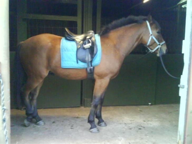 Holstener Rocky DJ    solgt :'( - første gang med sadel.. <3 billede 2