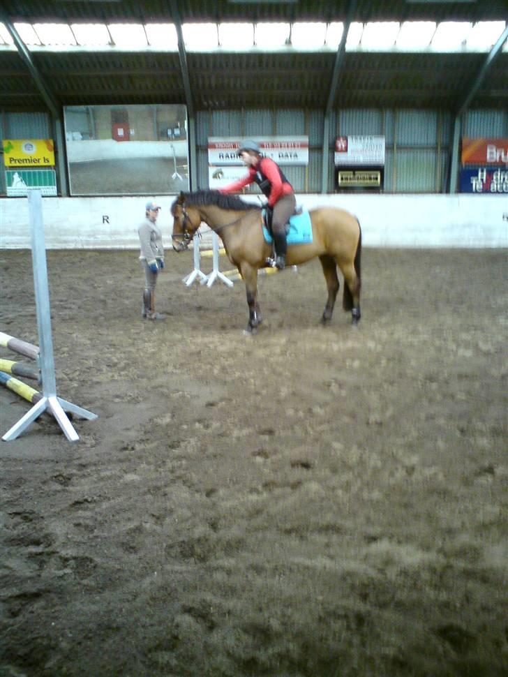 Holstener Rocky DJ    solgt :'( - du havde fortjent et klap ! :D <3333 billede 3