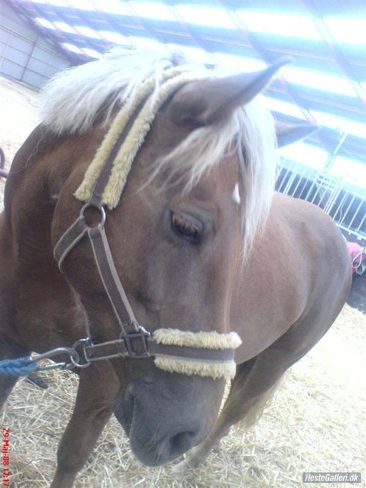 Haflinger Bosse<3 (EUR elevpony) - Billedet taget af: Jessie Kongerslev Bøttern (mig) billede 8