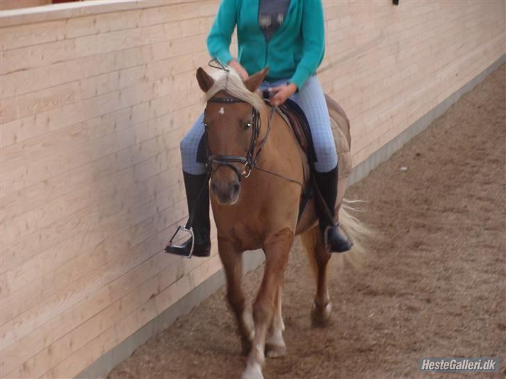 Haflinger Bosse<3 (EUR elevpony) - Billede taget af: Amanda Schubert billede 9