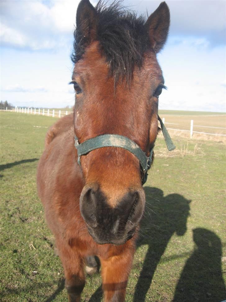 Anden særlig race Moonlight *SOLGT* - Et portræt billede af dejlige mooni <33 billede 1