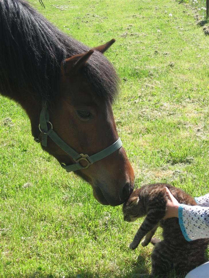 Anden særlig race Moonlight *SOLGT* - Ja han har ingen problmer med dyr..især ikke katte! ;D billede 2