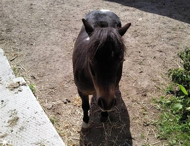 Shetlænder Lille skid (Solgt) - Velkommen til Lille Skid´s Profil :D   billede 1