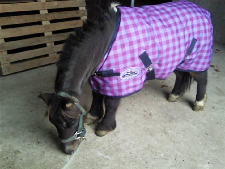 Shetlænder Lille skid (Solgt) - Lille Skid kvart klippet på den ene side (: han er for støvet og fedtet til at vi kunne klippe mere så jeg må vaske ham og igang med saksen igen (: billede 3