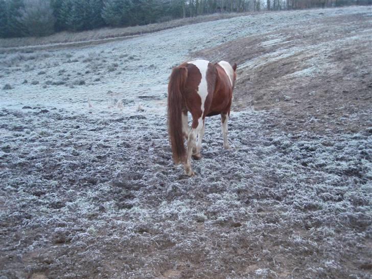 Pinto Kasho billede 1