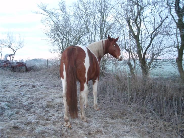 Pinto Kasho billede 2