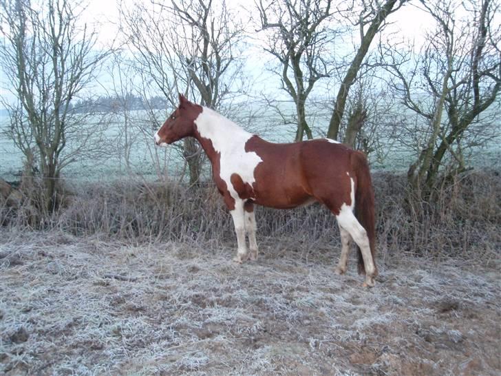 Pinto Kasho billede 3