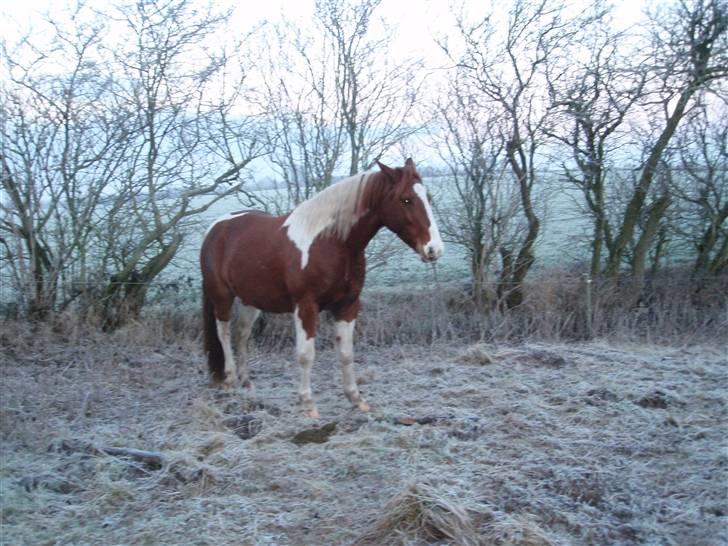Pinto Kasho billede 4