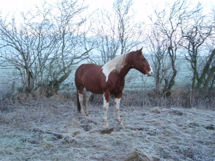 Pinto Kasho billede 5