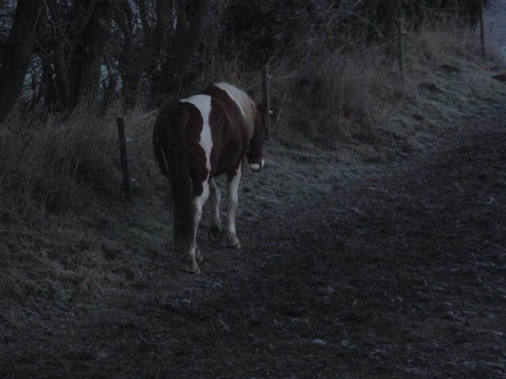 Pinto Kasho billede 6