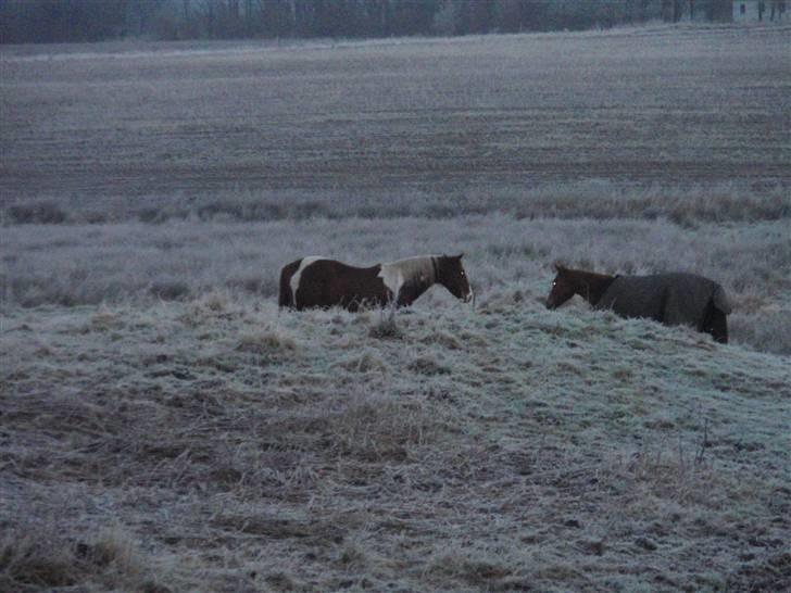 Pinto Kasho billede 7