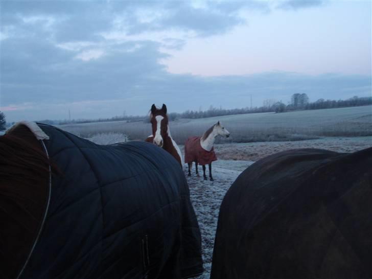 Anden særlig race Casey billede 4