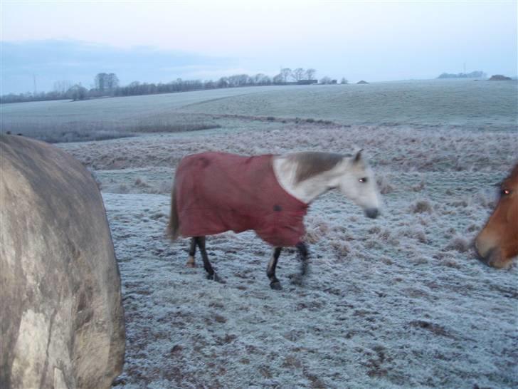Anden særlig race Casey billede 5
