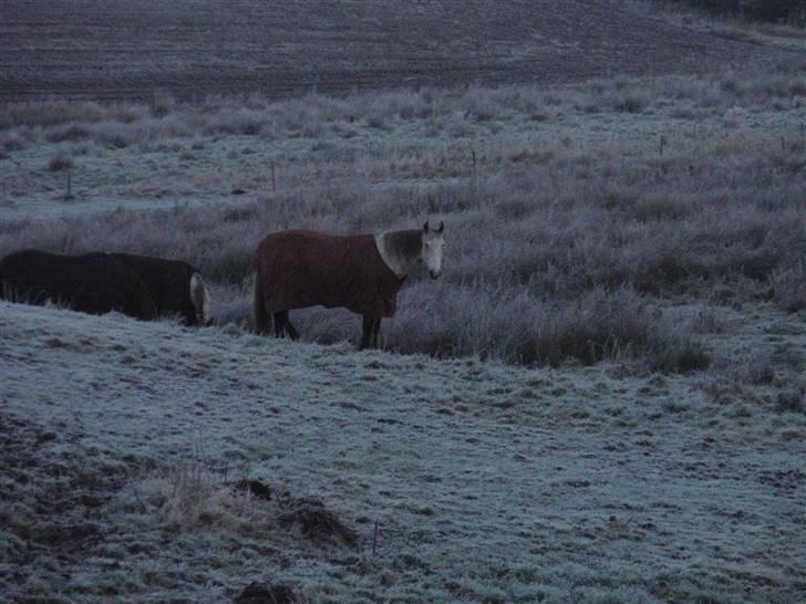 Anden særlig race Casey billede 6