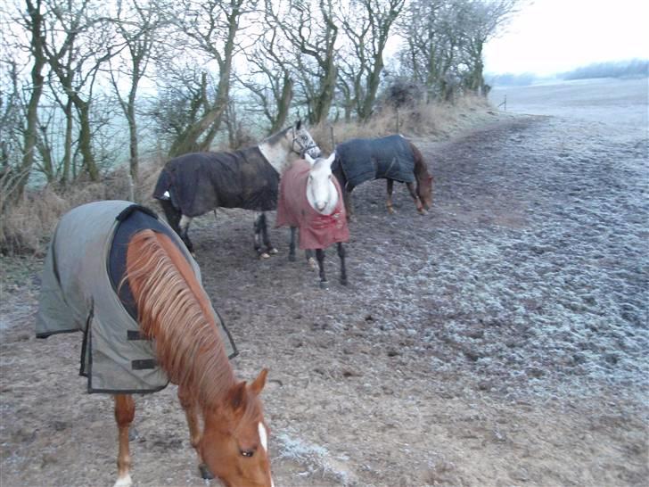 Anden særlig race Casey billede 8