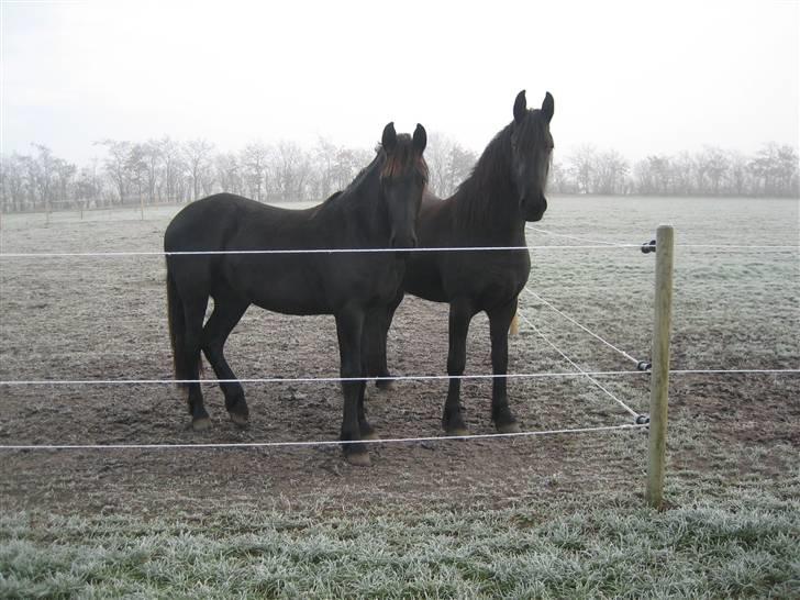 Frieser Yfke - Yfke og Rieckja, december 2008  billede 11