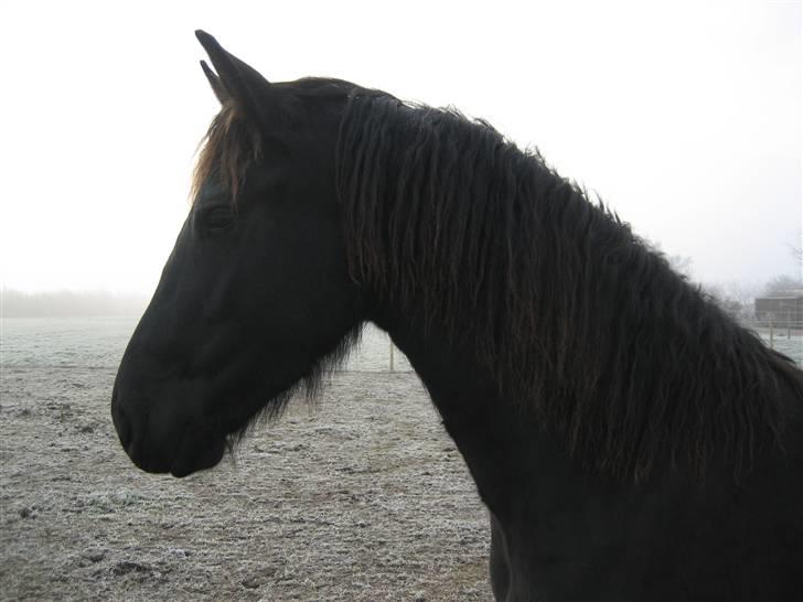 Frieser Yfke billede 12