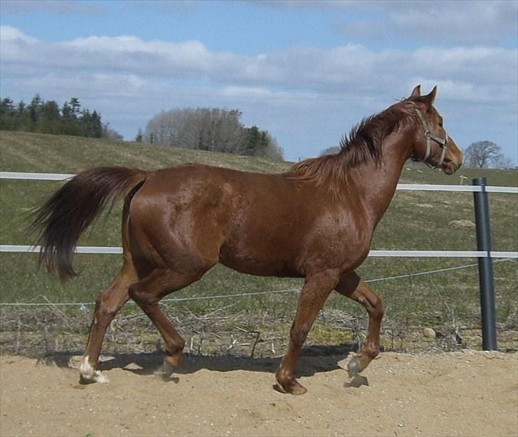 Dansk Varmblod Zelina Z - APRIL 2010 billede 2