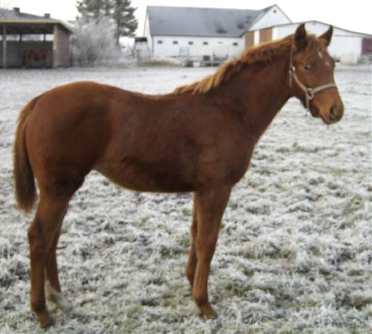 Dansk Varmblod Zelina Z billede 3