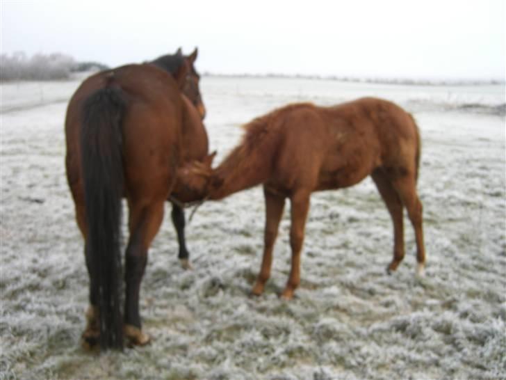 Dansk Varmblod Zelina Z billede 4