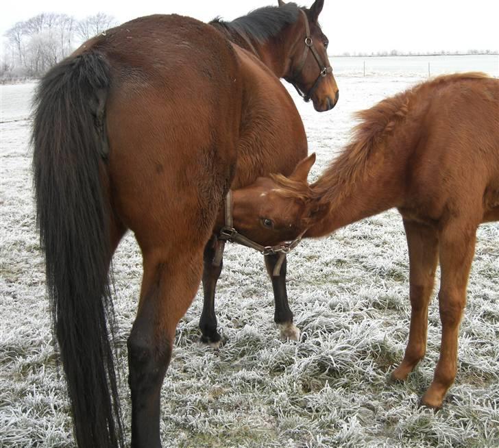 Dansk Varmblod Zelina Z billede 5