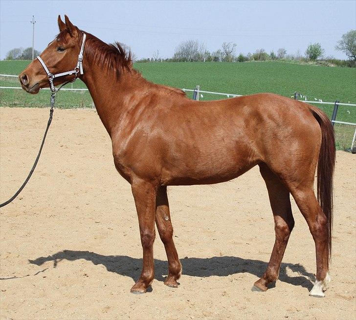 Dansk Varmblod Zelina Z - april 2011 - 3 år billede 6