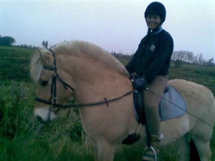 Fjordhest Casus - solgt :'( - nyeste- min dejlige hest billede 17