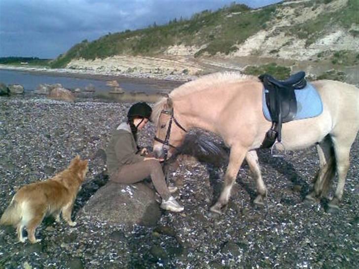Fjordhest Casus - solgt :'( - hygge ved vandet.  billede 18