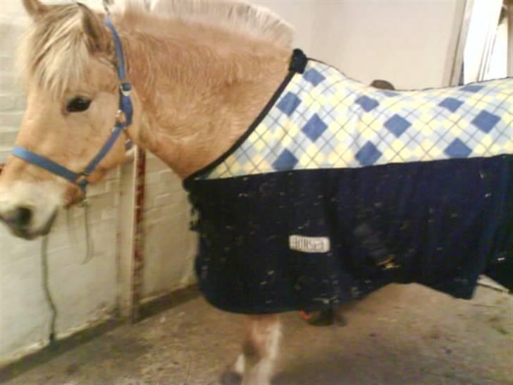 Fjordhest Casus - solgt :'( - efter en hård ride time på birken :)  billede 19