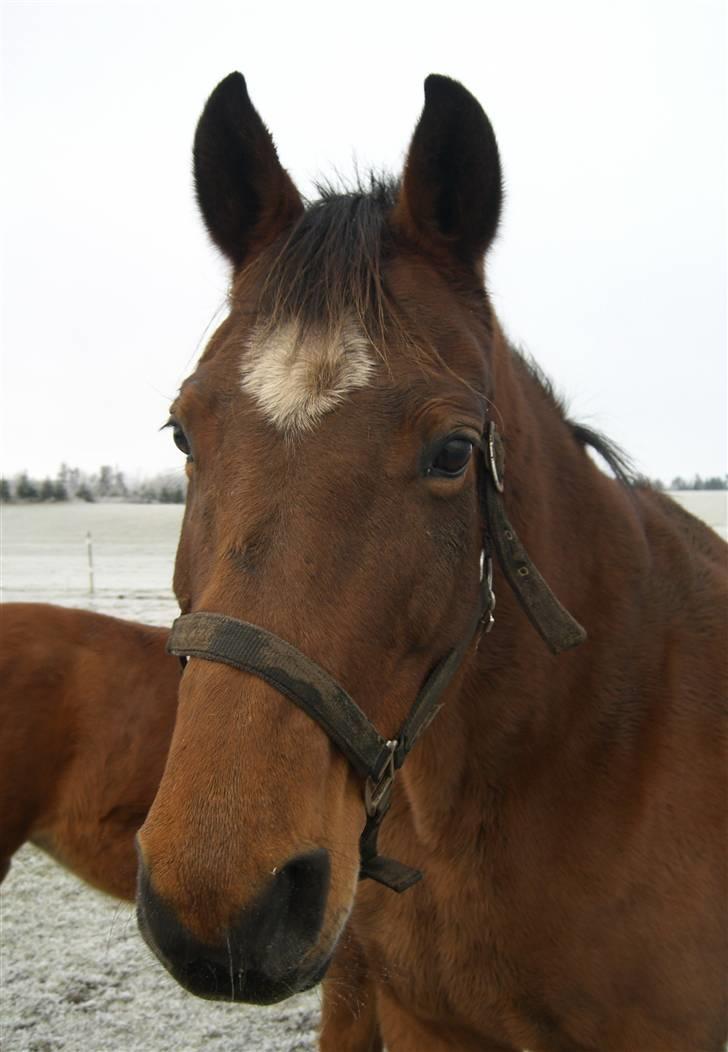 Dansk Varmblod Zaphir DH 4329 - RIP  billede 5