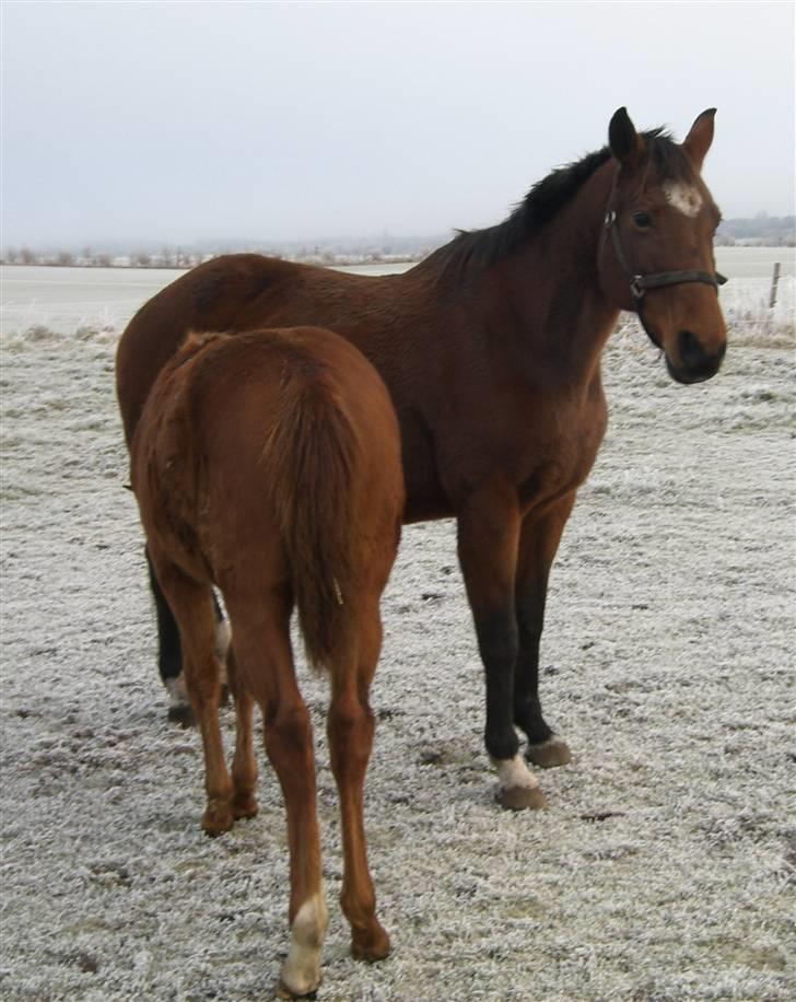 Dansk Varmblod Zaphir DH 4329 - RIP  billede 6