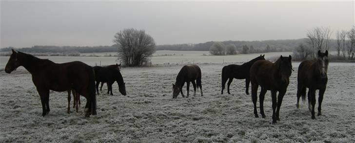 Dansk Varmblod Zaphir DH 4329 - RIP  billede 7