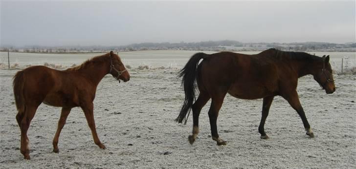 Dansk Varmblod Zaphir DH 4329 - RIP  billede 8